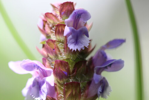 kleine-braunelle-prunella-vulgaris-11053.jpeg