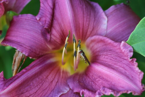 

Aufnameort: Marburg, An der Zahlbach, 12.07.2014, Vorgarten
Kamera: Canon EOS 600D, 1/125; 5,6; 100,0mm; ISO 100