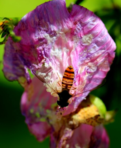 schwebfliege-auf-malve-11067.jpeg