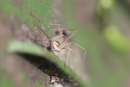 

Aufnameort: Marburg, An der Zahlbach, 12.07.2014, Vorgarten
Kamera: Canon EOS 600D, 1/160; 5,6; 100,0mm; ISO 100