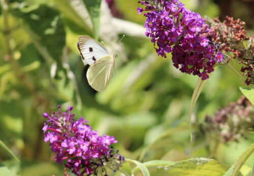 Großer Kohlweißling an Sommerflieder

Aufnameort: Marburg, An der Zahlbach, 19.07.2014, Garten
Kamera: Canon EOS 600D, 1/2000; 5,6; 250,0mm; ISO 1250