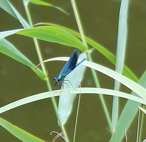 gebanderte-prachtlibelle-calopteryx-splendens-11104.jpeg