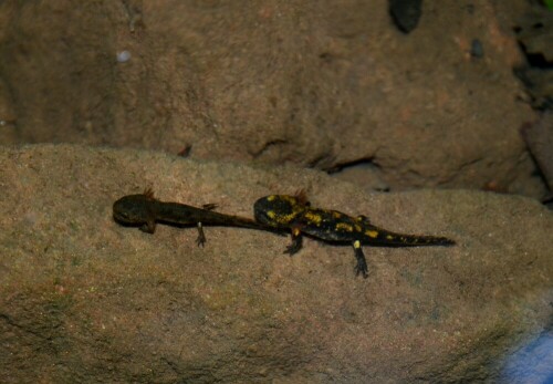 junge-feuersalamander-im-seltenbach-11111.jpeg