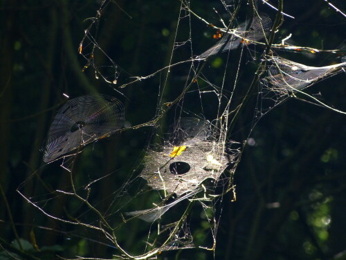 spinnenkunst-im-wald-11115.jpeg