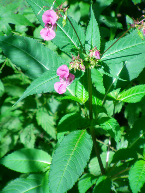 drusiges-springkraut-impatiens-glandulifera-royle-11151.jpeg