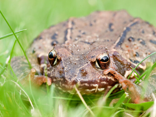 Diesen Grasfrosch erwischte ich dabei, wie er mit großen Sprüngen über den Rasen hüpfte. Da er wie erstarrt liegen blieb, hatte ich genug Zeit ihn in aller Ruhe abzulichten.

Aufnameort: eigener Garten auf dem Rasen
Kamera: Olympus, E-3