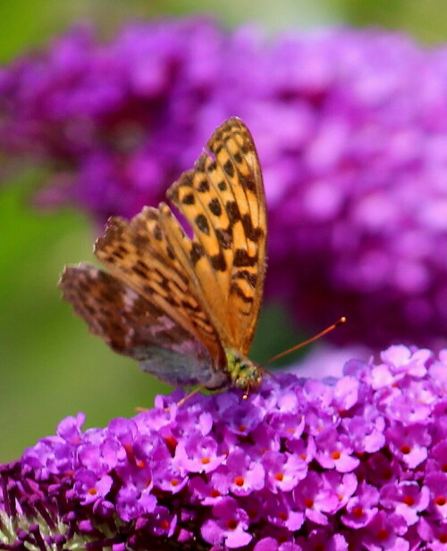 gruner-silberstrich-auf-sommerflieder-11190.jpeg