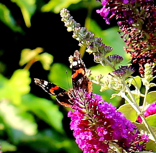 

Aufnameort: Marburg, An der Zahlbach, 01.08.2014, Garten
Kamera: Canon EOS 600D, 1/160; 5,6; 100,0mm; ISO 200