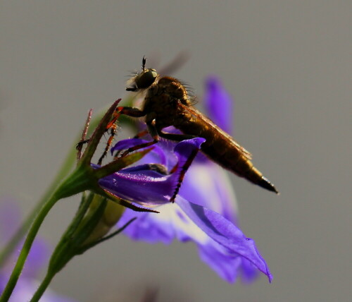 Raubfliege (Machimus), Weib, lauert auf vorüberfliegende Insekten.

Aufnameort: Marburg, An der Zahlbach, 01.08.2014, Garten
Kamera: Canon EOS 600D, 1/250; 5,6; 100,0mm; ISO 100