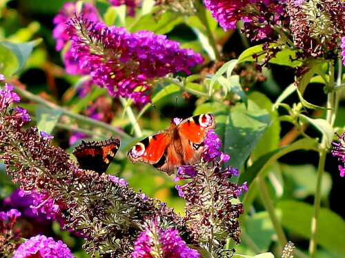 tagpfauenauge-und-kleiner-fuchs-auf-sommerflieder-11253.jpeg