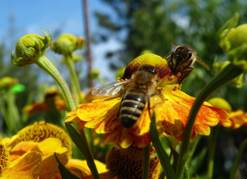 bienen-auf-sonnenbraut-11311.jpeg