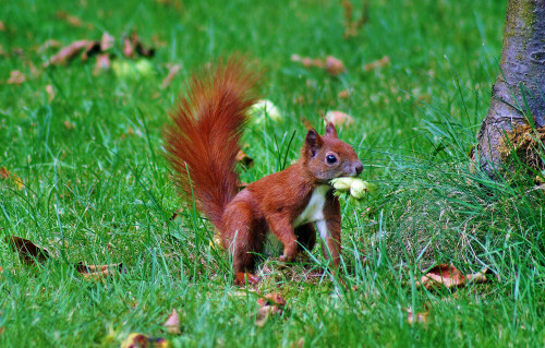 

Aufnameort: hamburg-farmsen- 2014
Kamera: sony a65