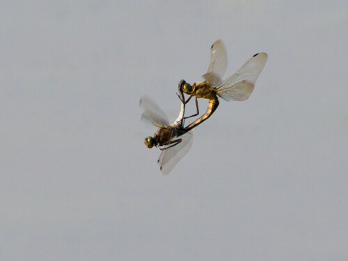 fliegendes-paarungsrad-des-blaupfeils-11307.jpeg