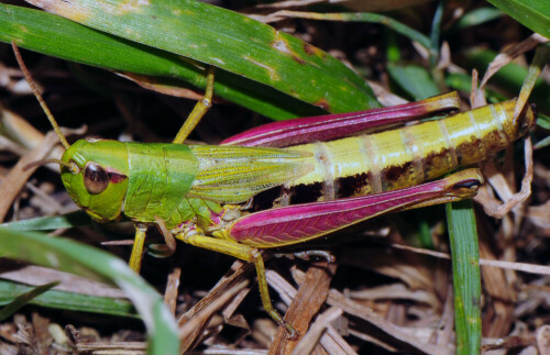 gemeiner-heuhupfer-chorthippus-parallelus-weibchen-11277.jpeg