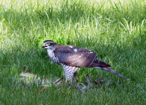 Ein Sperberweibchen hat in unserem Garten eine Amsel erbeutet.

Aufnameort: Eigener Garten in Weidenbach (Mittelfranken)
Kamera: Panasonic DMC-FZ200