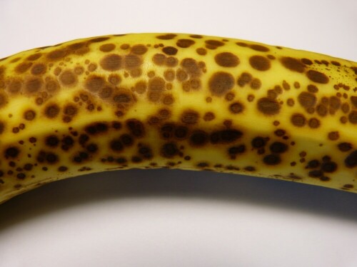 leoparden-banane-11719.jpeg