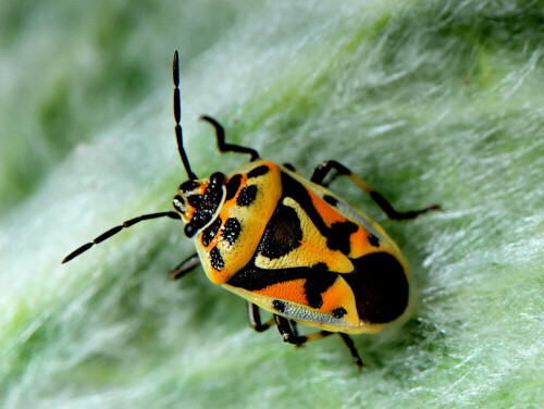 Rückenansicht von Eurydema ornatum.

Aufnameort: Eigener Garten in Weidenbach (Mittelfranken)
Kamera: Nikon D600