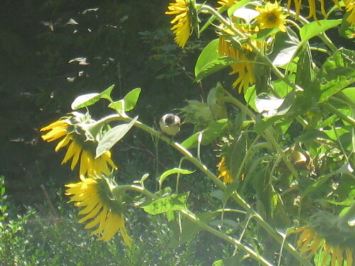 Leider warten sie nicht die Notzeit im Winter ab, sondern bedienen sich schon jetzt kräftig an den Sonnenblumenkernen in unserem kleinen Sonnenblumenfeld!

Aufnameort: Schwimmbadstr. 11, 83043 Bad Aibling
Kamera: Canon Digital IXUS 8015