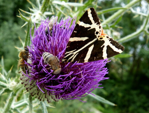 russischer-bar-mit-bienen-11389.jpeg