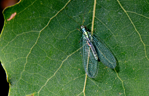 Dorsalansicht der Florfliegenart Chrysopa perla, die an der schwarzen Aderung kenntlich ist und bei Berührung einen unangenehmen Duft von sich gibt.

Aufnameort: Hahnenkamm (Mittelfranken)
Kamera: Nikon D600