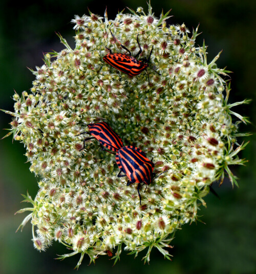 streifenwanzen-graphosoma-line-11415.jpeg