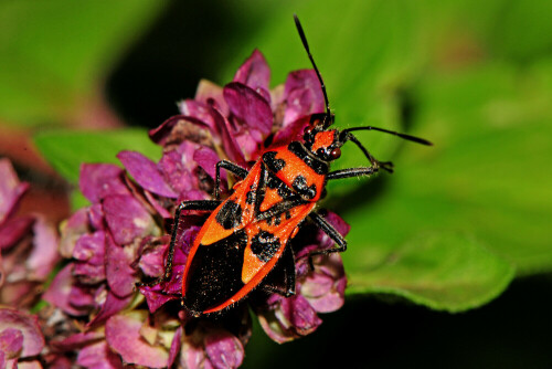 Dorsalansicht der Glasflügelwanze Corizus hyoscyami auf wildem Majoran.

Aufnameort: Eigener Garten in Weidenbach (Mittelfranken)
Kamera: Nikon D300