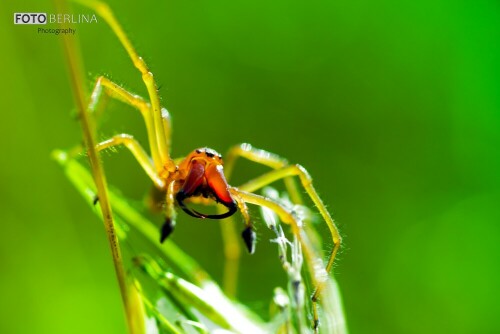 Der giftige Ammen-Dornfinger im Umland von Berlin / Brandenburg.
Tritt inzwischen sehr häufig auf, sein Biss ist stark giftig.


Aufnameort: Berlin / Umland
Kamera: EOS 6D mit Objektiv Panagor 90 2.8 M42