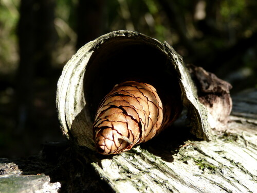 

Aufnameort: Triesdorf Waldbereich Tiergarten
Kamera: Panasonic Lumix FZ150