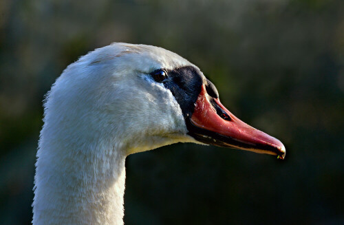 hockerschwan-cygnus-olor-11580.jpeg