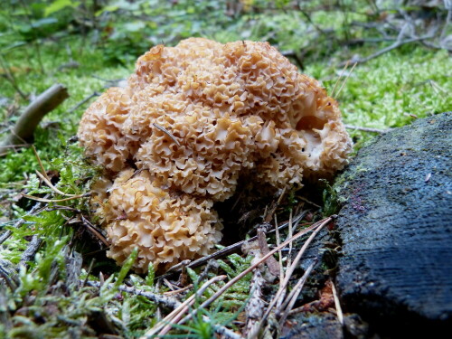 

Aufnameort: Wald bei Leidendorf
Kamera: Panasonic Lumix FZ150