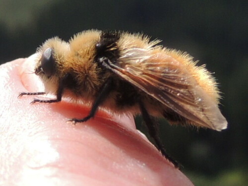 hummel-auf-meinem-finger-12390.jpeg