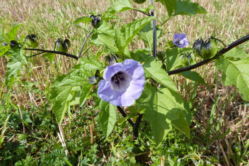 Die blaue Lampionblume (nicandra physaloides). Fotografiert auf
einem Kartoffelacker. Vermutlich wegen des Kartoffelkäfers dort
ausgesät. Die Pflanze soll krabbelnde Schädlinge vertreiben.
Nachtschattengewächs. Die Beere (innerhalb der Lampions)
ist giftig.

Aufnameort: Volkmarsen/Waldeck
Kamera: Lumix FZ48