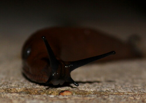 "Spanische" Wegschnecke Arion vulgaris (lusitanicus?) - nach neuesten genetischen Erkenntnissen sind sie keineswegs aus Spanien eingewandert, sondern leben schon immer hier - warum sie aber plötzlich so dominant werden, können uns die Genetiker nicht sagen - oder doch?

Aufnameort: Marburg, An der Zahlbach, 23.08.2014, Garten
Kamera: Canon EOS 600D, 1/60; 5,0; 41,0mm; ISO 400