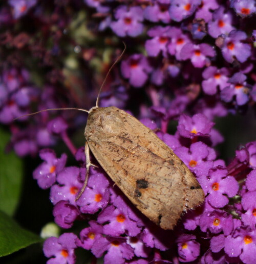 hausmutter-noctua-pronuba-an-sommerflieder-11602.jpeg