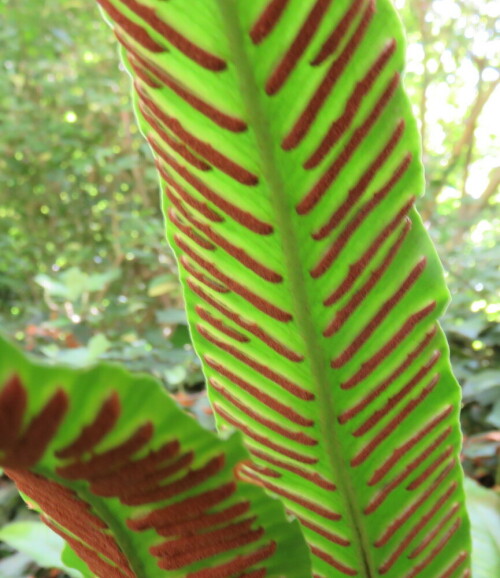 hirschzunge-asplenium-scolopendrium-bildet-sporen-11519.jpeg