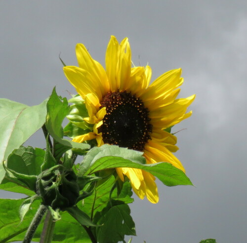 Sie leuchtet vor den dunklen Regenwolken

Aufnameort: Amöneburger Becken nahe Bauerbach, 23.08.2014
Kamera: Canon Power Shot SX700, 1/1250; 4,5; 17,2mm; ISO 320