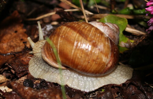 unentschlossene-weinbergschnecke-11604.jpeg