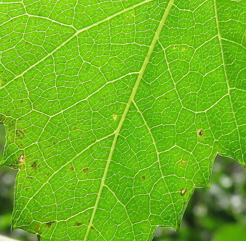 

Aufnameort: Marburg, An der Zahlbach, 23.08.2014, Garten
Kamera: Canon Power Shot SX700, 1/800; 4,0; 4,5mm; ISO 200