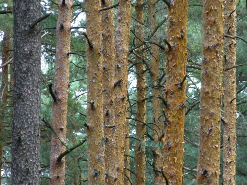 

Aufnameort: Waldgebiet Rosenberg bei Nehdorf
Kamera: Panasonic Lumix FZ150