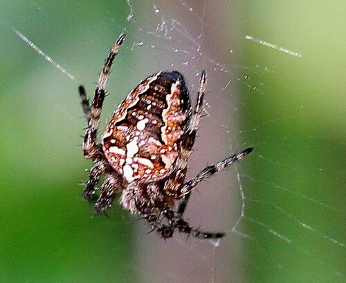 marmorierte-kreuzspinne-araneus-marmoreus-11626.jpeg