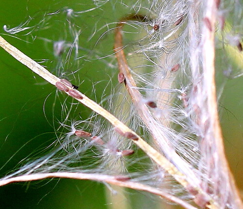 

Aufnameort: Marburg, An der Zahlbach, Garten 24.08.2014
Kamera: Canon EOS 600D, 1/160; 5,6; 100,0mm; ISO 400