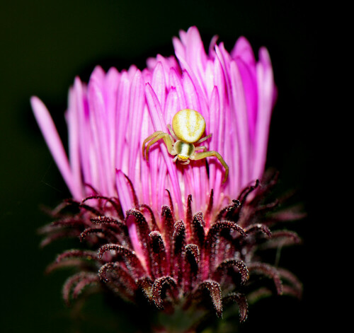 Ein weiß gefärbtes Jungtier der Veränderlichen Krabbenspinne (Misumena vatia) auf einer Gartenaster lauernd.

Aufnameort: Eigener Garten in Weidenbach (Mittelfranken)
Kamera: Nikon D600