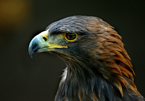 steinadler-aquila-chrysaetos-11578.jpeg