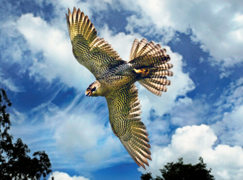 Fliegender Wanderfalke von der Unterseite.

Aufnameort: Greifvogelanlage Schillingsfürst.
Kamera: Nikon D600