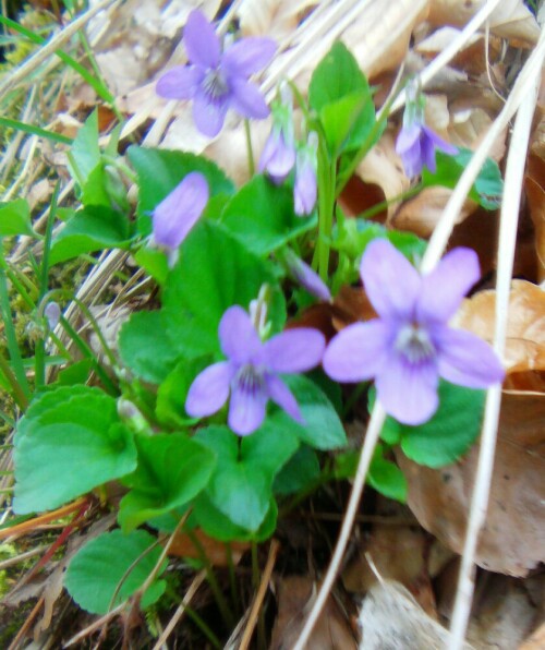 waldveilchen-viola-reichenbachiana-boreau-11612.jpeg