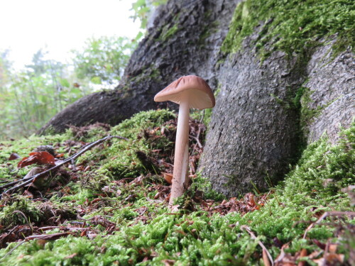 Der Pilz könnte ein kastanienbrauner Schilmling, Lepirta castanea, sein.

Aufnameort: Eibenhardt, nördlich Marburg, 30.08.2014
Kamera: Canon Power Shot SX700, 1/50; 4,0; 4,5mm; ISO 200