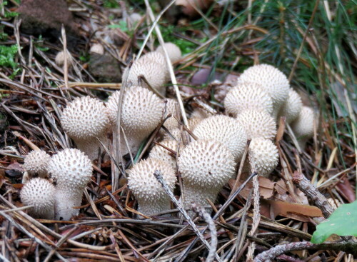 flaschenstaubling-lycoperdon-perlatum-11632.jpeg