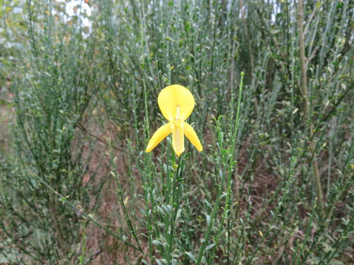 Weithin gelb leuchtend vor dem eher dunklen, ein wenig tristen Hintergrund - Blüte mit Alleinstellungsmerkmal.

Aufnameort: Eibenhardt, nördlich Marburg, 30.08.2014
Kamera: Canon Power Shot SX700, 1/200; 3,2; 4,5mm; ISO 400