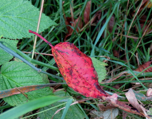 Frühzeitig entgrüntes Blatt, mit schwungvoller Linie einer Minierraupe

Aufnameort: Eibenhardt, nördlich Marburg, 30.08.2014
Kamera: Canon Power Shot SX700, 1/40; 4,0; 8,8mm; ISO 125