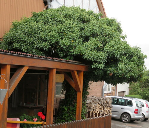 Das Gewächs, um das er sich rankte, existiert nicht mehr. Er ist innen hohl, ähnlich den Würgefeigen, und verzweigt sich wie der Baum, an dem er wuchs.

Aufnameort: Reddehausen bei Marburg, 30.08.2014
Kamera: Canon Power Shot SX700, 1/125; 4,0; 10,6mm; ISO 200